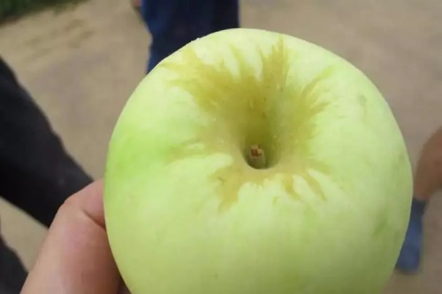 苹果表面有凸起的疙瘩